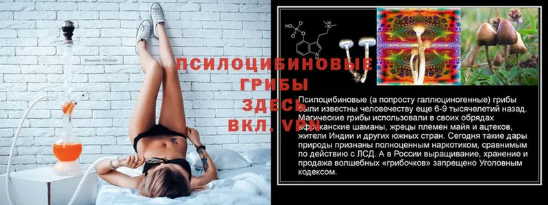 mega зеркало  Нюрба  Псилоцибиновые грибы Psilocybine cubensis  цены наркотик 